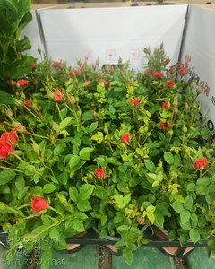 찔레