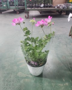 라임제라늄