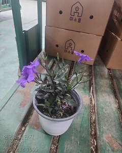 루엘리아