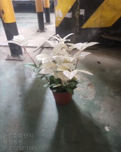 무늬산호수