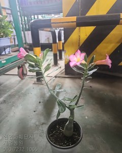 석화 꽃