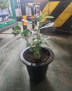 석화 꽃